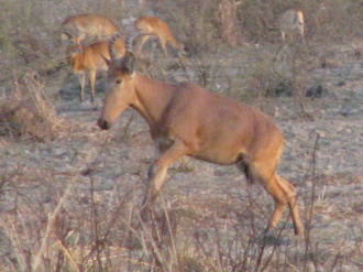 03 Bubale Sautant